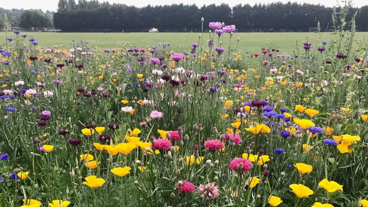 Wimbledon Park flower meadow